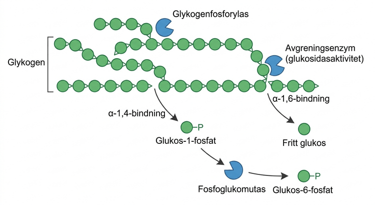 Översikt över glykogenolys med fosforylas, avgreningsenzym och omvandling till glukos-6-fosfat.