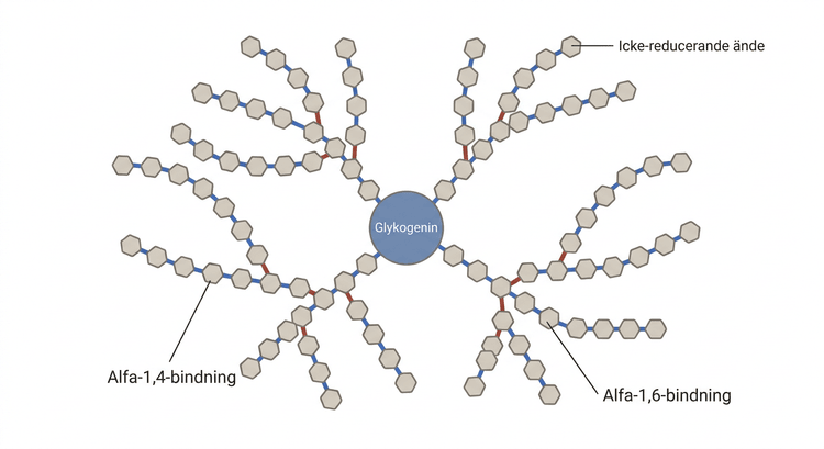 Schematisk framställning av en förgrenad glykogenkedja med alfa-1,4- och alfa-1,6-bindningar.