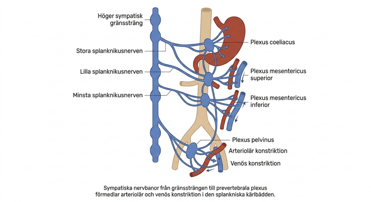 Höger sympatiska gränssträng med thorakala splankniska nerver och förbindelser till abdominala och pelvina plexus.