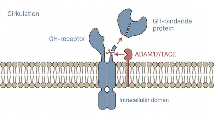 Proteolytisk avspjälkning av GH-receptorns extracellulära domän