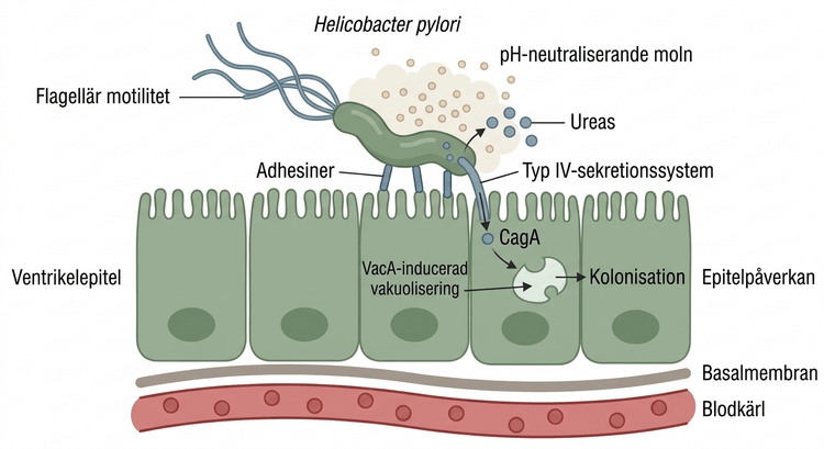 Schematisk framställning av Helicobacter pyloris virulensfaktorer vid ventrikelepitelet.