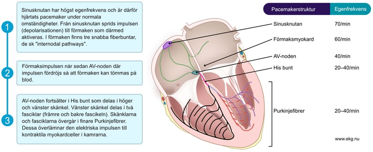 Figur 4. Översikt av retledningssystemet och impulsens väg genom hjärtat. Till höger i bild syns pacemaker-hierarkin i hjärtat. Samtliga dessa strukturer har alltså automaticitet och kan därför etablera en rytm. Sinusknutan har högst egenfrekvens, vilket förklarar varför den sätter hjärtrytmen under normala omständigheter.