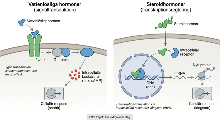 Principiell jämförelse mellan vattenlösliga hormoners membransignalering och steroidhormoners intracellulära verkan.