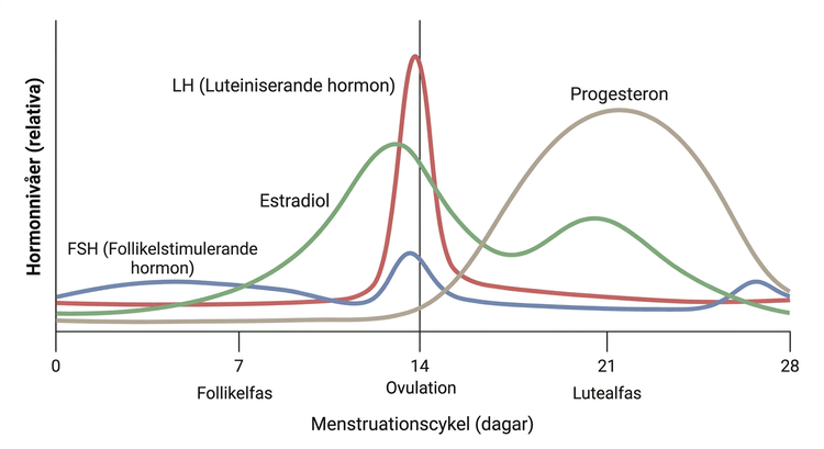 Kurvor över östradiol, progesteron, LH och FSH under menstruationscykeln.