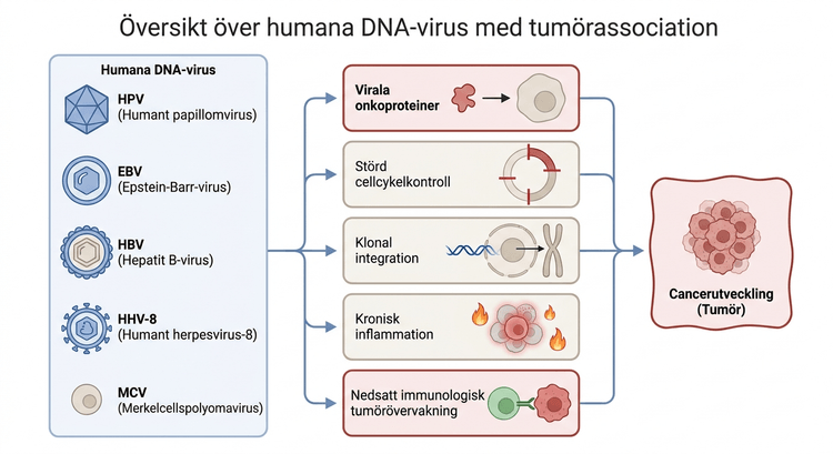 Översikt över humana DNA-virus med etablerad association till cancer.