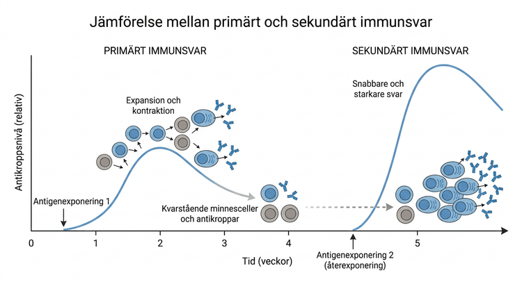 Schematisk jämförelse mellan primärt och sekundärt immunsvar