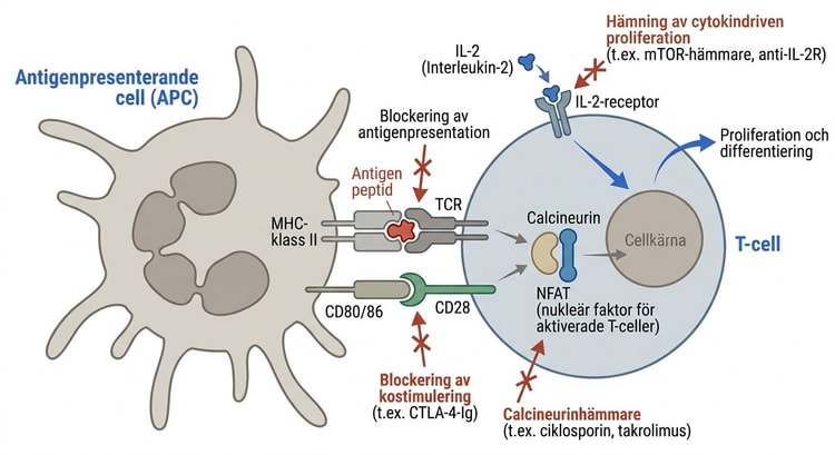 Schematisk bild av antigenpresenterande cell, T-cell och immunsuppressiva läkemedels mål