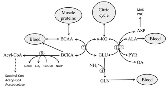 Schema över katabolism av grenade aminosyror, alanin- och glutaminbildning samt purinnukleotidcykeln i skelettmuskel.