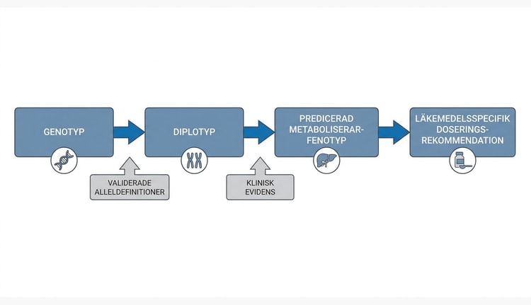Schematisk kedja från farmakogenomisk genotyp till fenotyp och doseringsrekommendation.