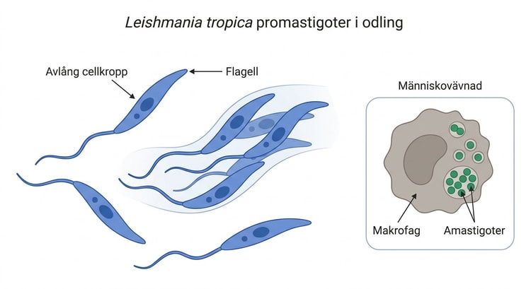Flagellförsedda promastigoter av Leishmania tropica i odling