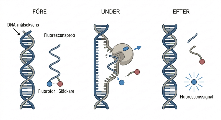 Schematisk sekvensspecifik fluorescensprob för realtids-PCR