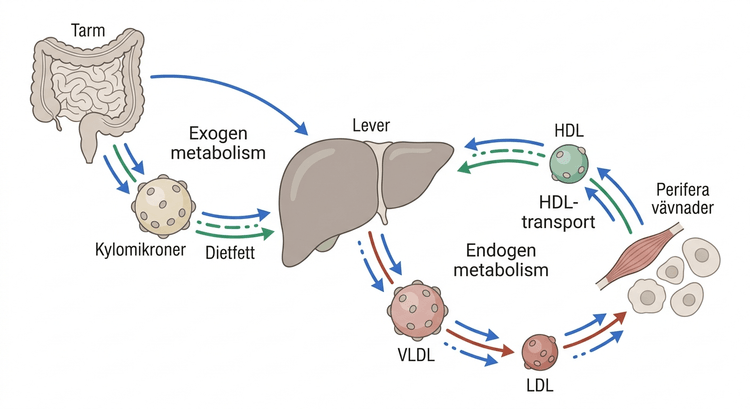 Schema över exogen och endogen lipoproteinmetabolism mellan tarm, lever och perifera vävnader.
