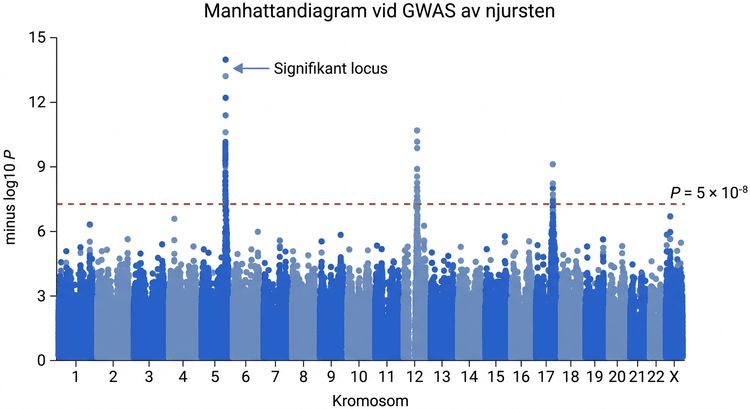 Manhattan-diagram från en GWAS av njurstenssjukdom.