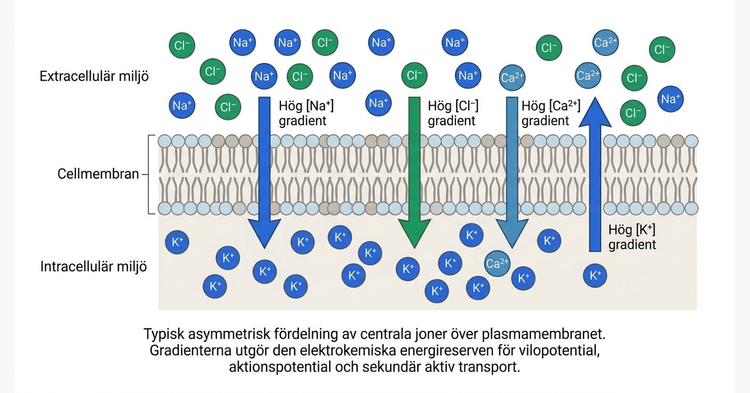 Fördelning av natrium, kalium, klorid och kalcium över cellmembranet
