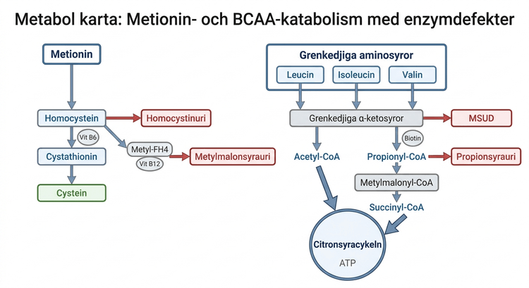 Metabol karta över nedbrytning av metionin och grenade aminosyror med associerade enzymdefekter.