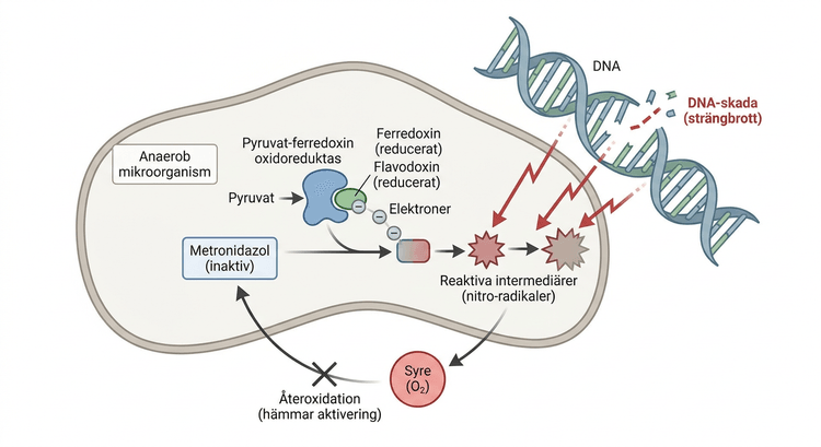 Schematisk bild av metronidazols reduktiva aktivering i anaeroba mikroorganismer och efterföljande DNA-skada.