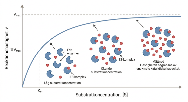 Michaelis–Menten-kurva med schematiska enzymmolekyler, substrat och enzym–substratkomplex