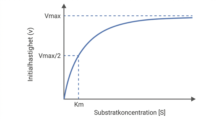 Hyperbolisk Michaelis–Menten-kurva med Vmax och Km markerade