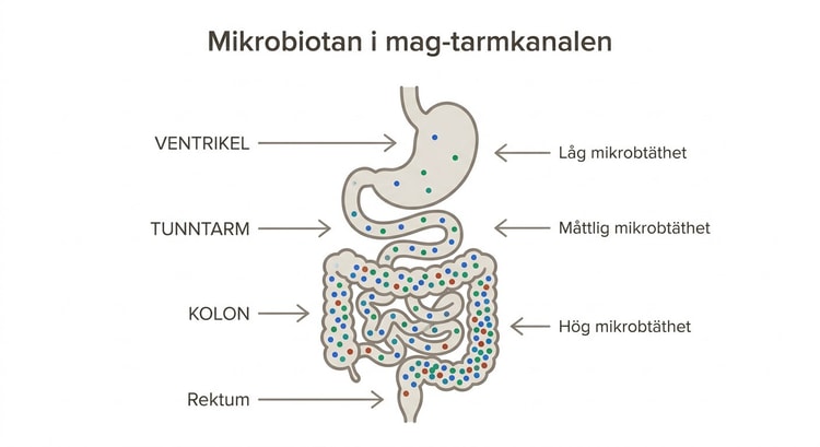 Schematisk bild av mikrobiotan i olika delar av människans mag–tarmkanal.