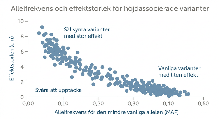 Spridningsdiagram över minor allele frequency och effektstorlek för höjdassocierade SNP-varianter.