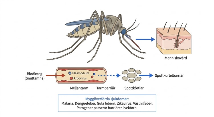 Illustration av mygga och myggöverförda sjukdomar