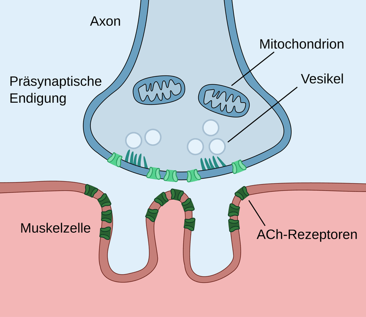 Schematisk bild av en motorisk nervterminal, synapsvesiklar, synapsklyfta och motorisk ändplatta