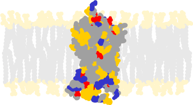 Schematisk bild av μ-opioidreceptorn i cellmembranet