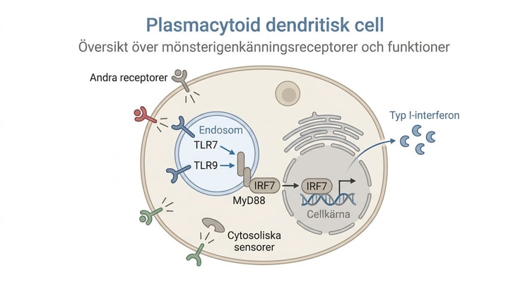 Översikt över mönsterigenkänningsreceptorer och funktioner i plasmacytoida dendritiska celler
