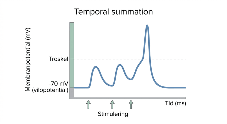 Tre excitatoriska postsynaptiska potentialer som summeras temporalt