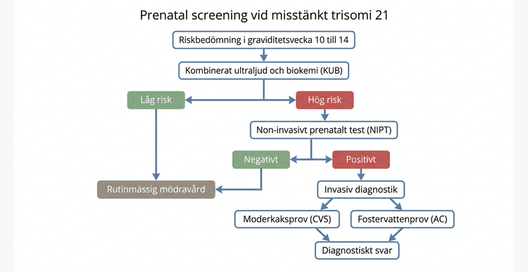 Schematisk algoritm för prenatal screening och diagnostisk uppföljning vid misstänkt trisomi 21.