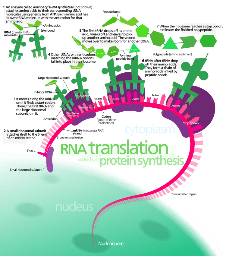 Schematisk bild av translation med mRNA, tRNA, ribosom och växande polypeptid.