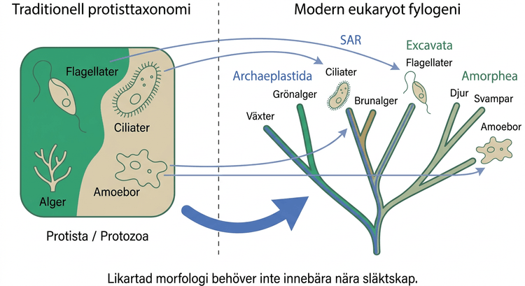 Diagram som jämför traditionell protisttaxonomi med modern eukaryot fylogeni