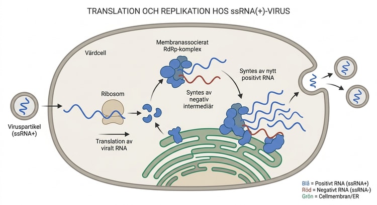 Schema över translation och RNA-replikation hos ett positivt enkelsträngat RNA-virus.