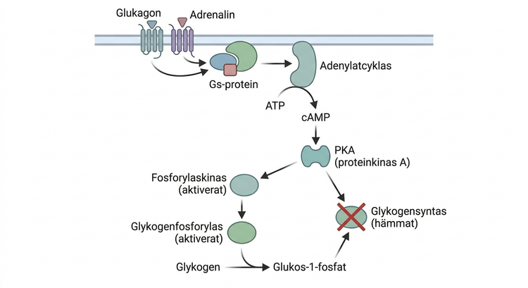 Schema över glukagon- och adrenalinsignalering via cAMP och PKA till glykogenmetabolismens enzymer.