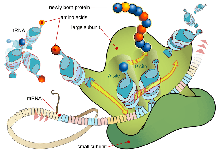 Ribosom som translaterar mRNA med hjälp av tRNA