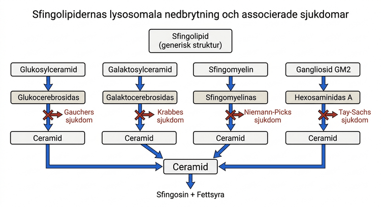 Översikt över sfingolipidernas lysosomala nedbrytning och associerade sjukdomar