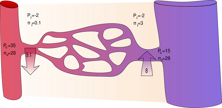 Schematisk bild av hydrostatiska och kolloidosmotiska tryck över en kapillärvägg.