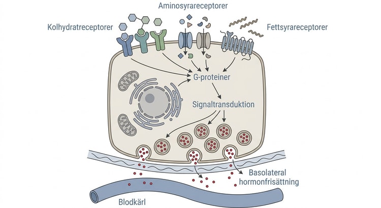 Öppen enteroendokrin cell med receptorer för kolhydrater, aminosyror och fettsyror samt basolateral hormonfrisättning.