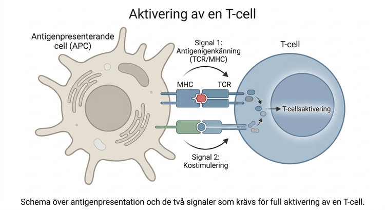 Schema över antigenpresentation och aktivering av en T-cell