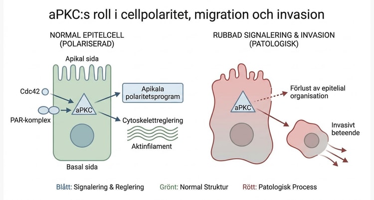 Schema över aPKC:s roll i apikal-basal polaritet, cellmigration och invasion.