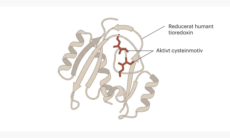 Tredimensionell modell av reducerat humant tioredoxin med det aktiva cysteinmotivet markerat.