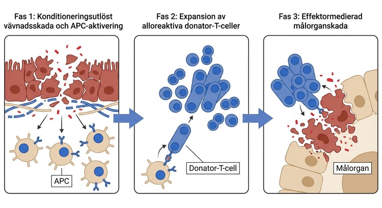 Schematisk framställning av de tre immunobiologiska faserna vid akut graft-versus-host-sjukdom.