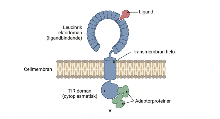 Schematisk tredimensionell illustration av en Toll-like receptor