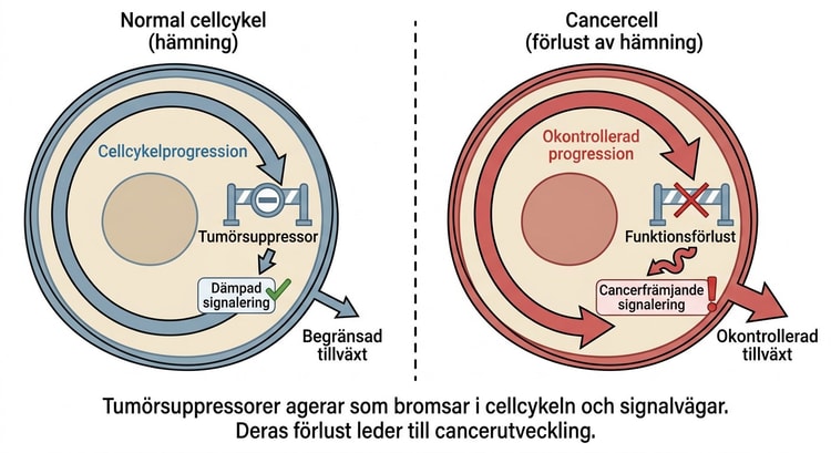 Schematisk illustration av tumörsuppressorers hämning av cellcykel och cancerfrämjande signalering.