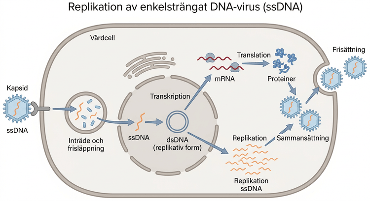 Schematisk replikation av ett enkelsträngat DNA-virus med spanska etiketter.