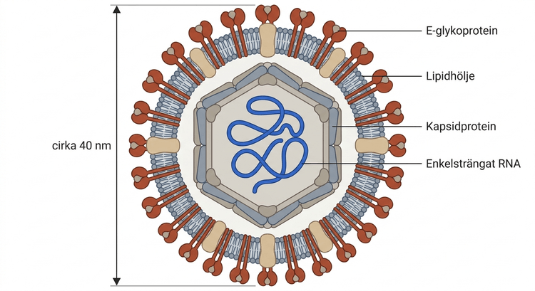 Färglagd transmissionselektronmikroskopisk bild av höljeförsedda zikaviruspartiklar