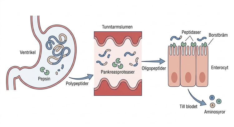 Proteindigestion med pepsin, pankreasproteaser och peptidaser