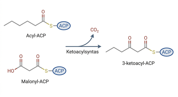 Dekarboxylerande kondensation mellan en acylgrupp och malonyl-ACP