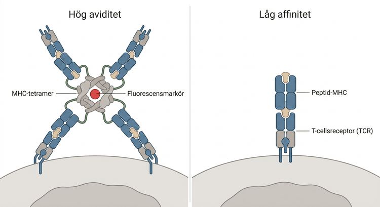 MHC-tetramer som binder flera T-cellsreceptorer jämförd med fysiologisk bindning av peptid-MHC till TCR.