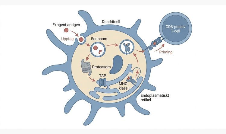 Schematisk illustration av korspresentation av exogent antigen via MHC klass I.